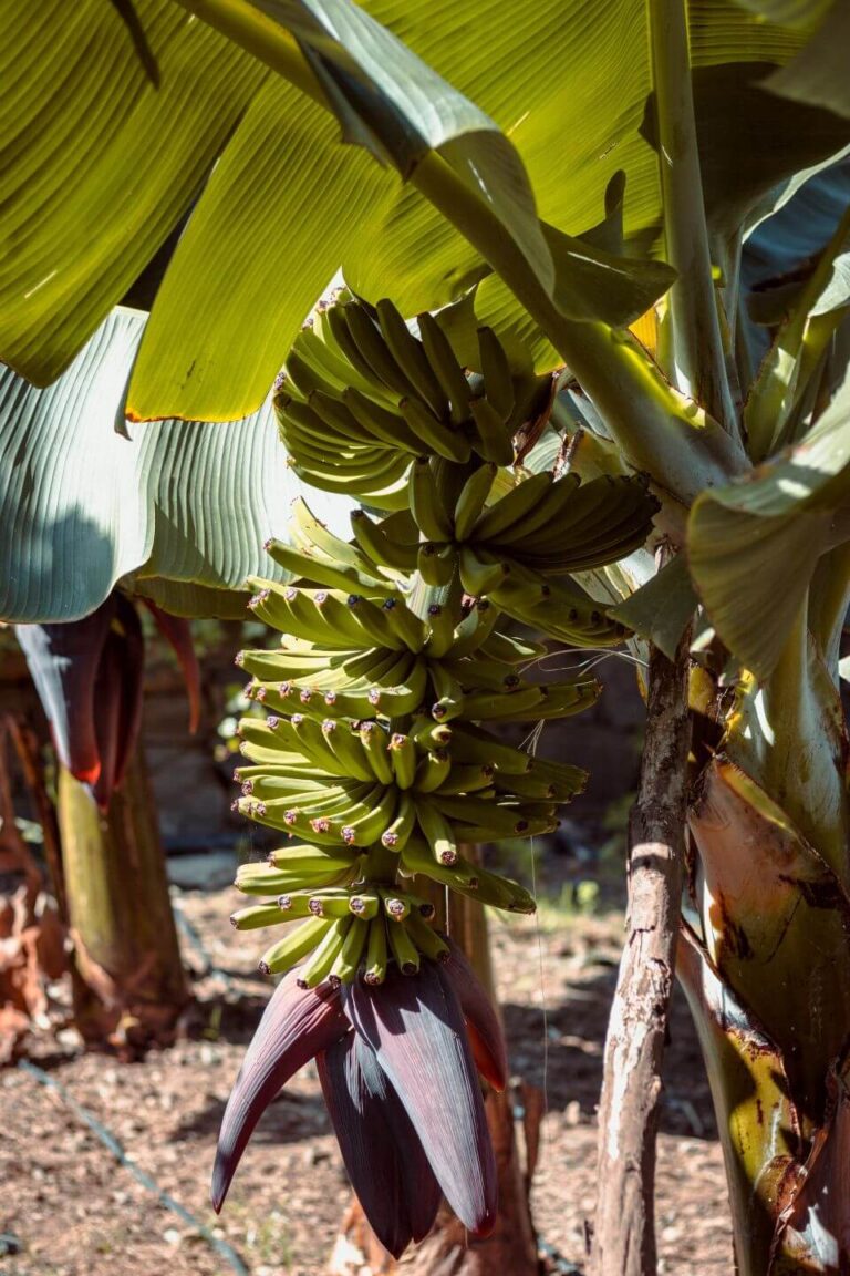 Misconception Banana grows on Trees